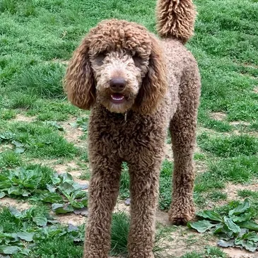 Best Ever Goldendoodles & Springerdoodles Best Ever Goldendoodles & Springerdoodles