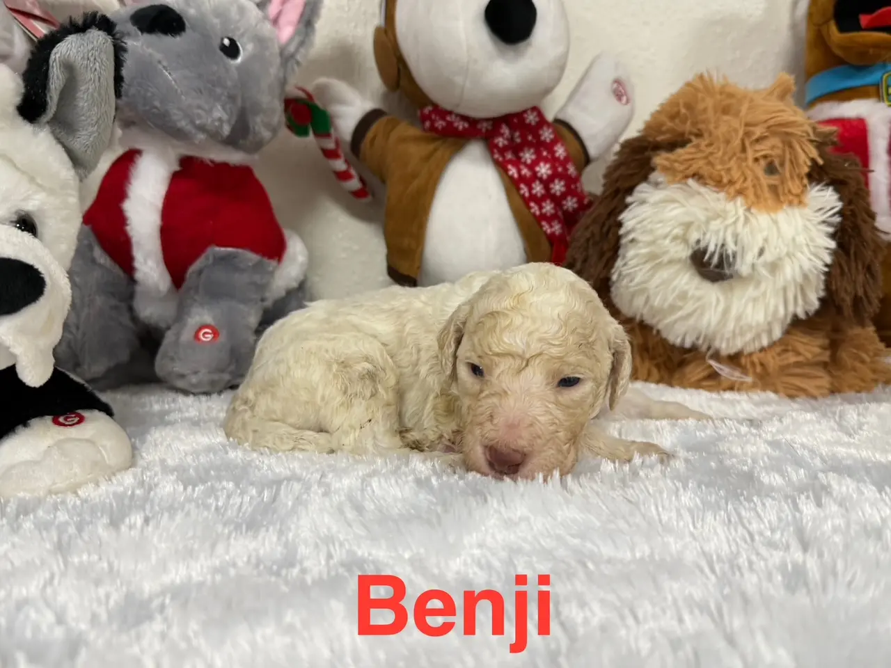 Benji