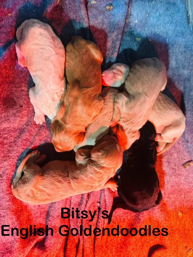 Bitsy pups