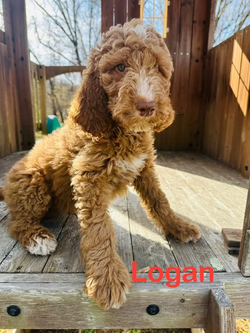 Logan