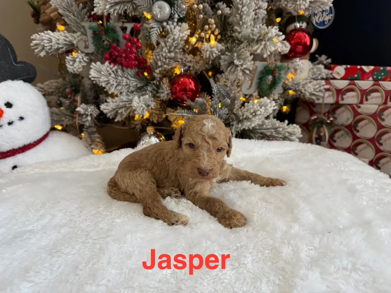 Jasper