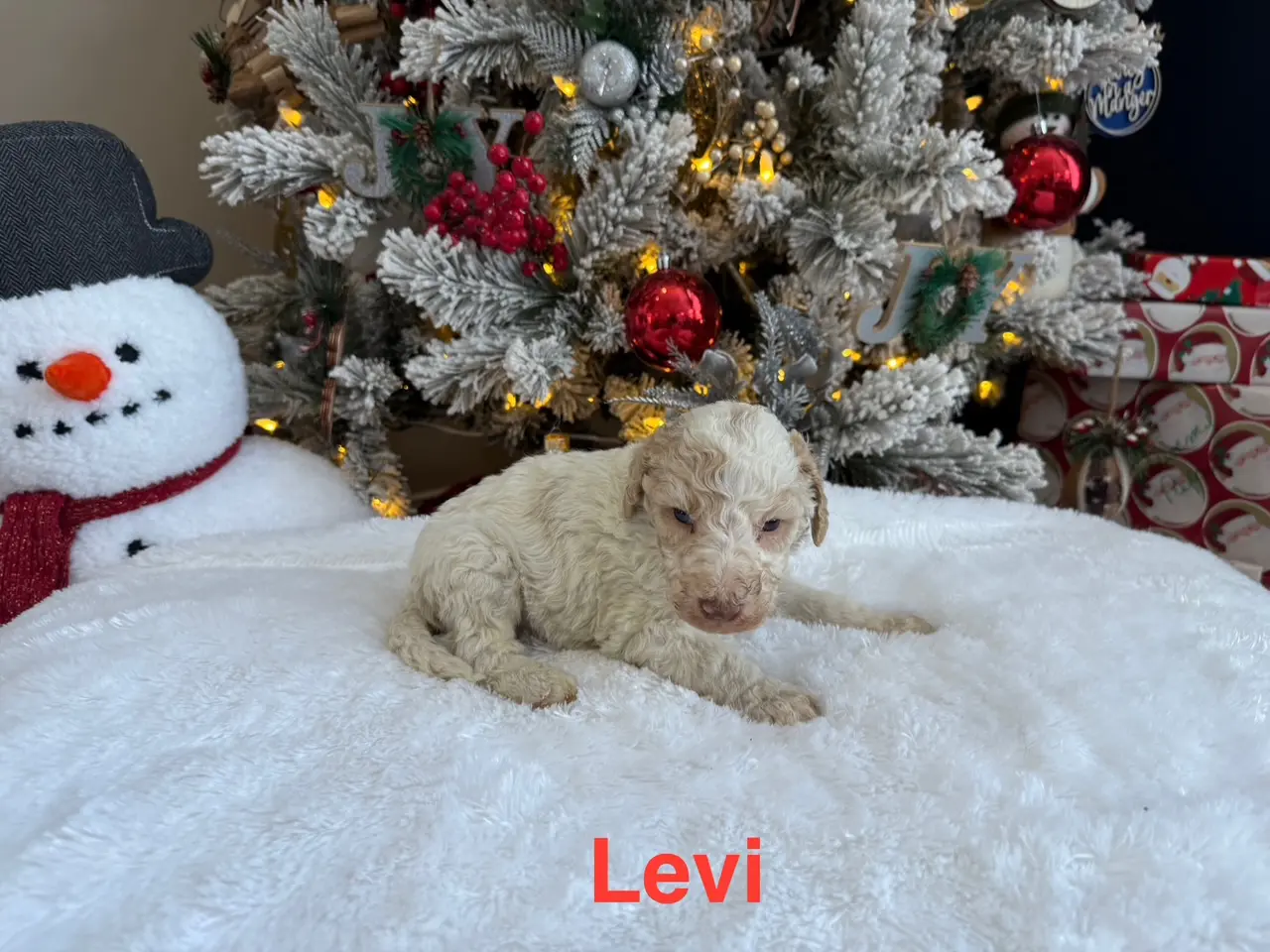 Levi