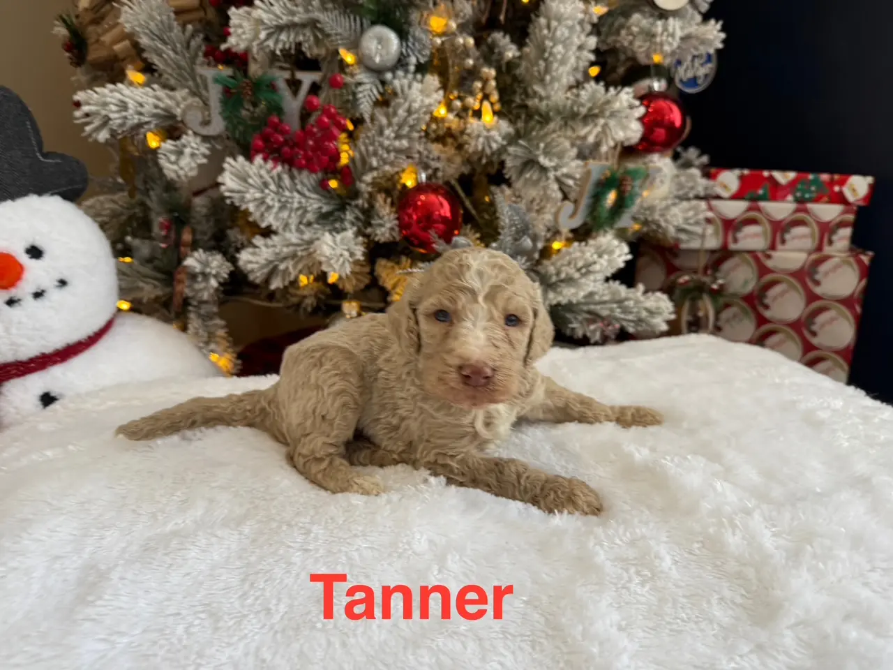 Tanner