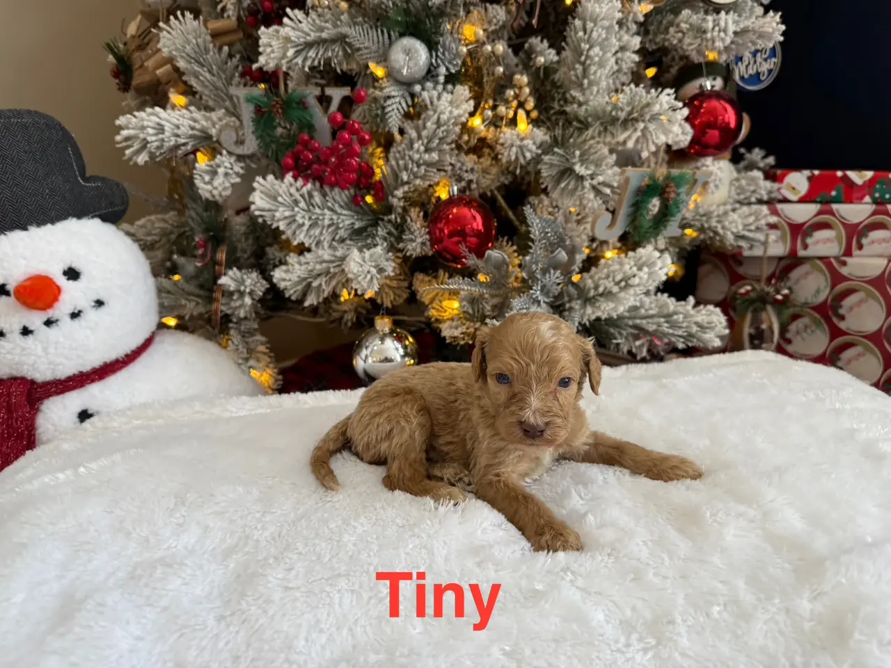 Tiny