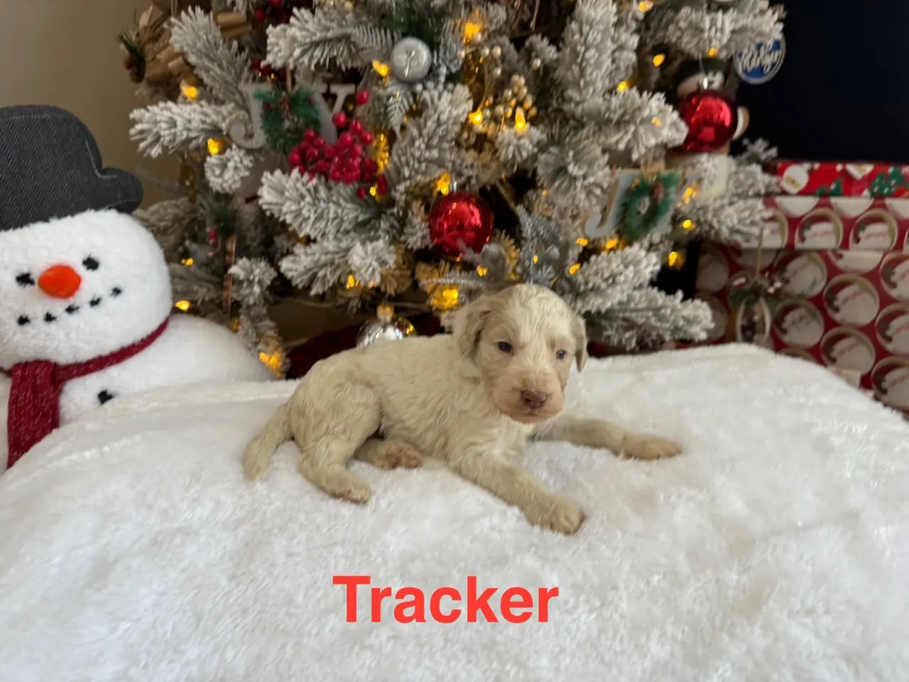 Tracker