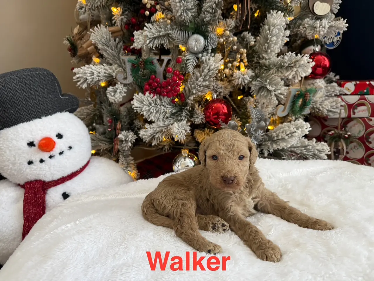 Walker