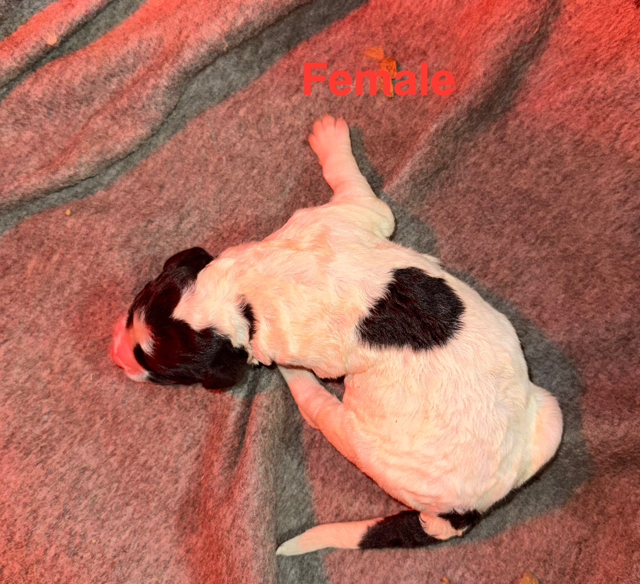 Sable female