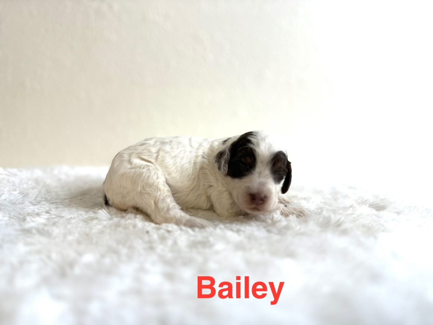 Bailey Bailey