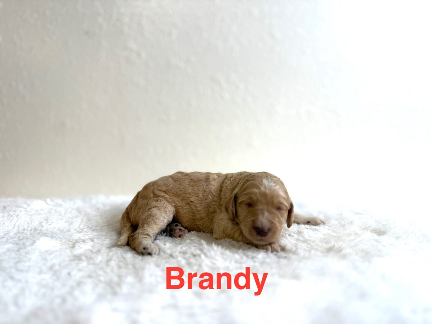Brandy Brandy