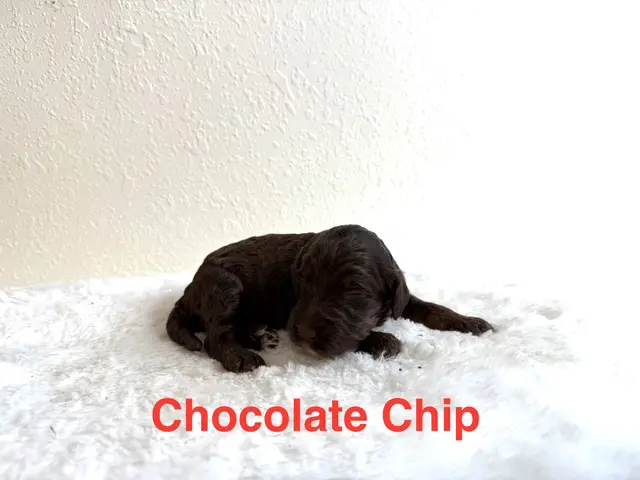 Choc chip Choc chip
