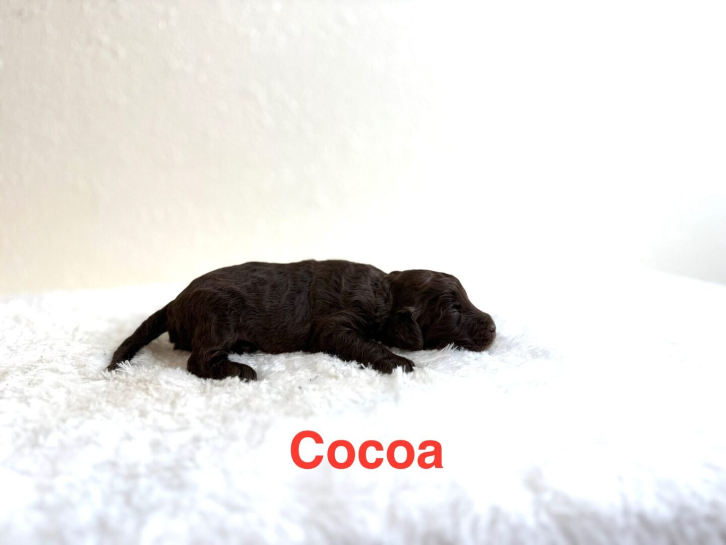 Cocoa male Cocoa male