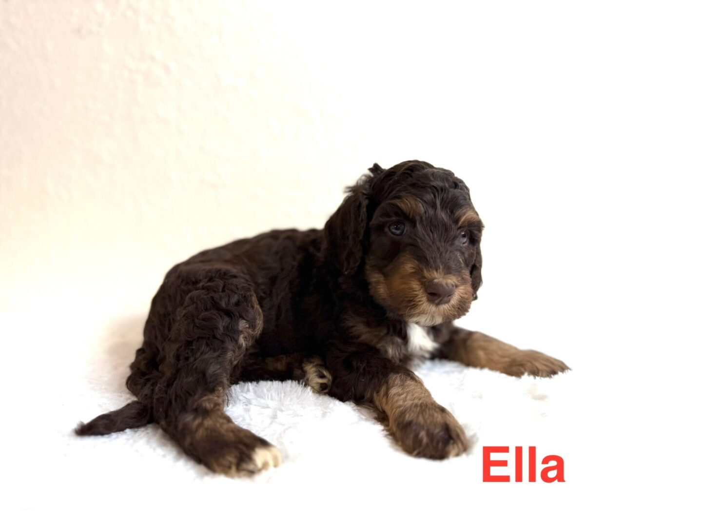 Ella Ella