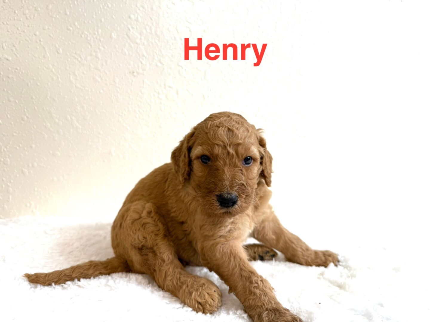 Henry Henry