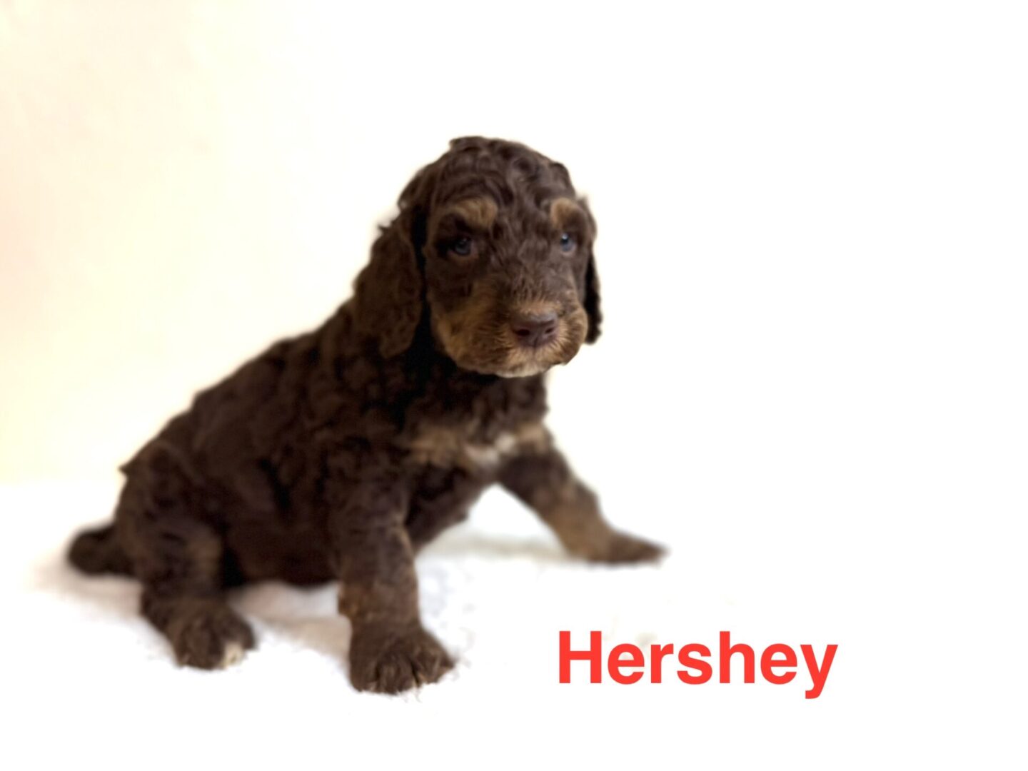Hershey Hershey