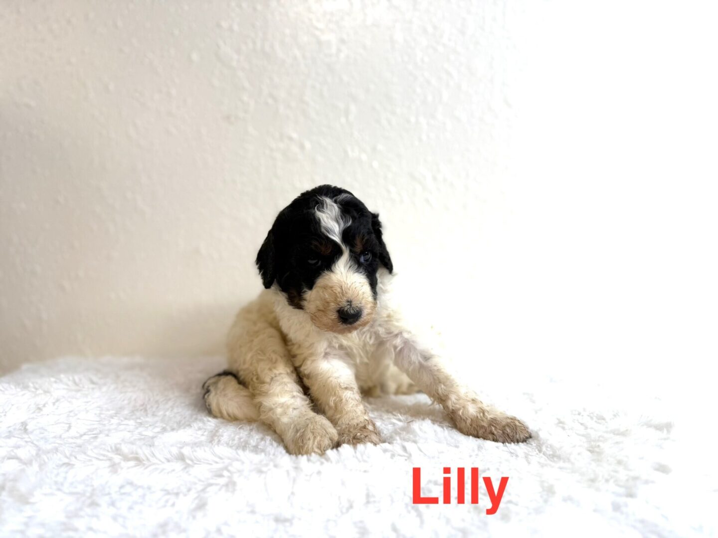 Lilly Lilly