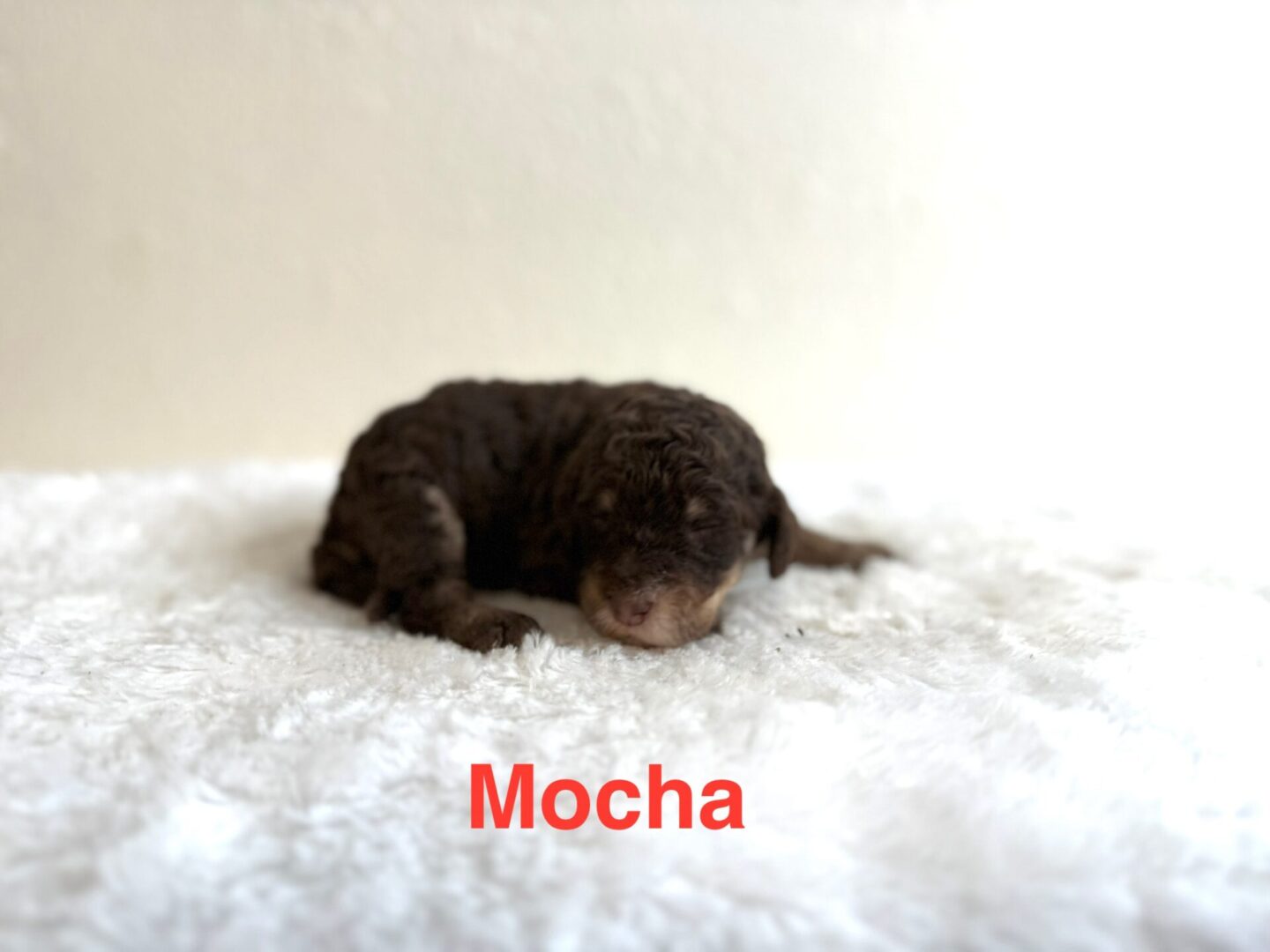 Mocha Mocha