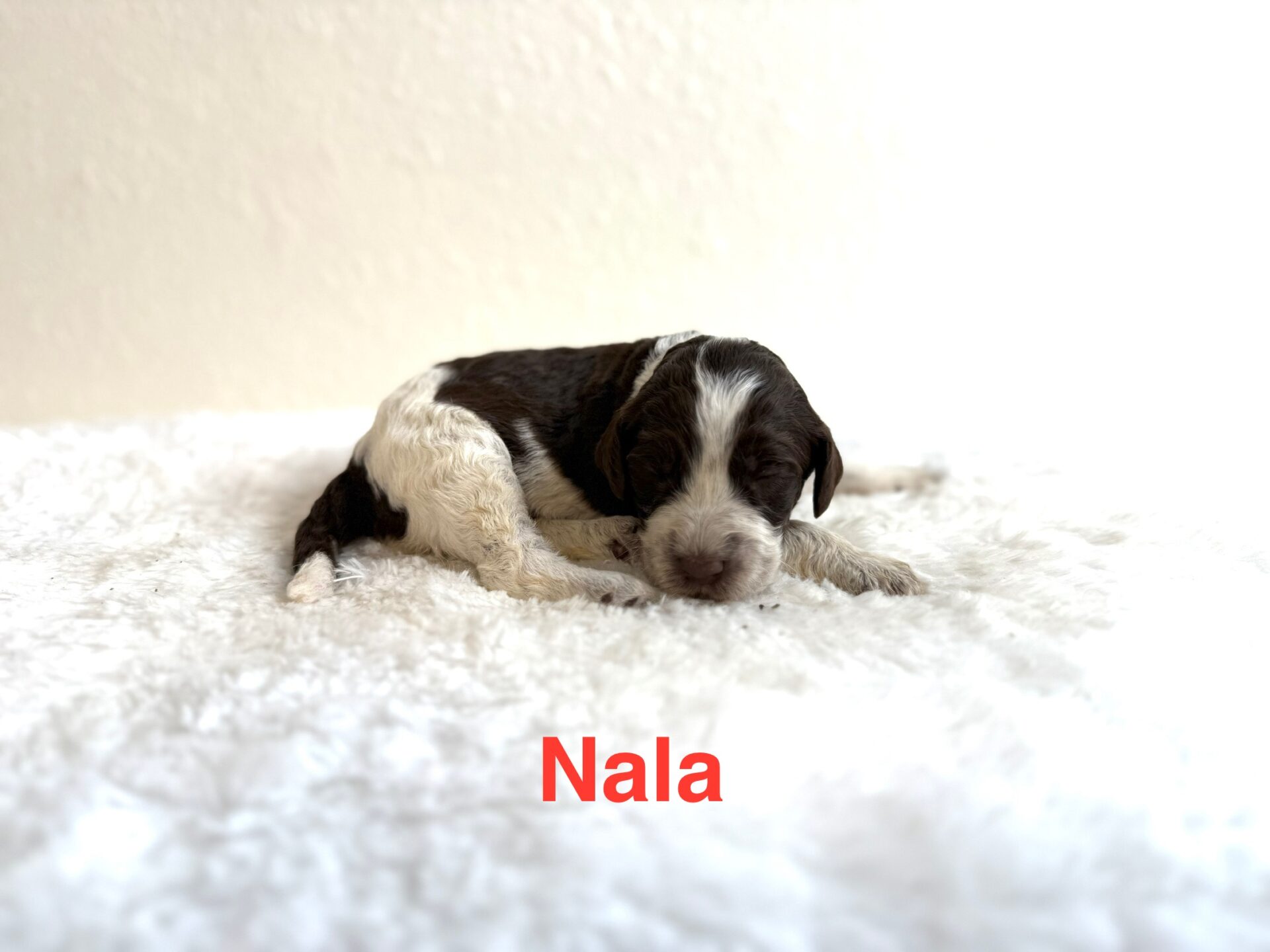 Nala Nala