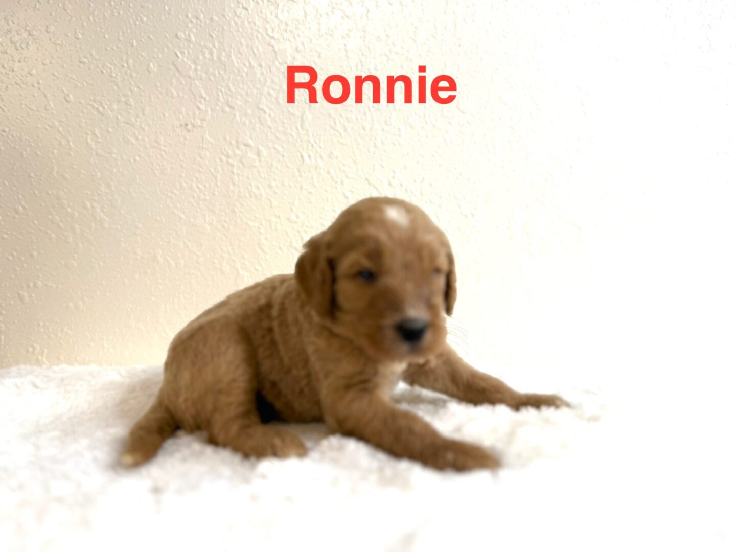 Ronnie Ronnie