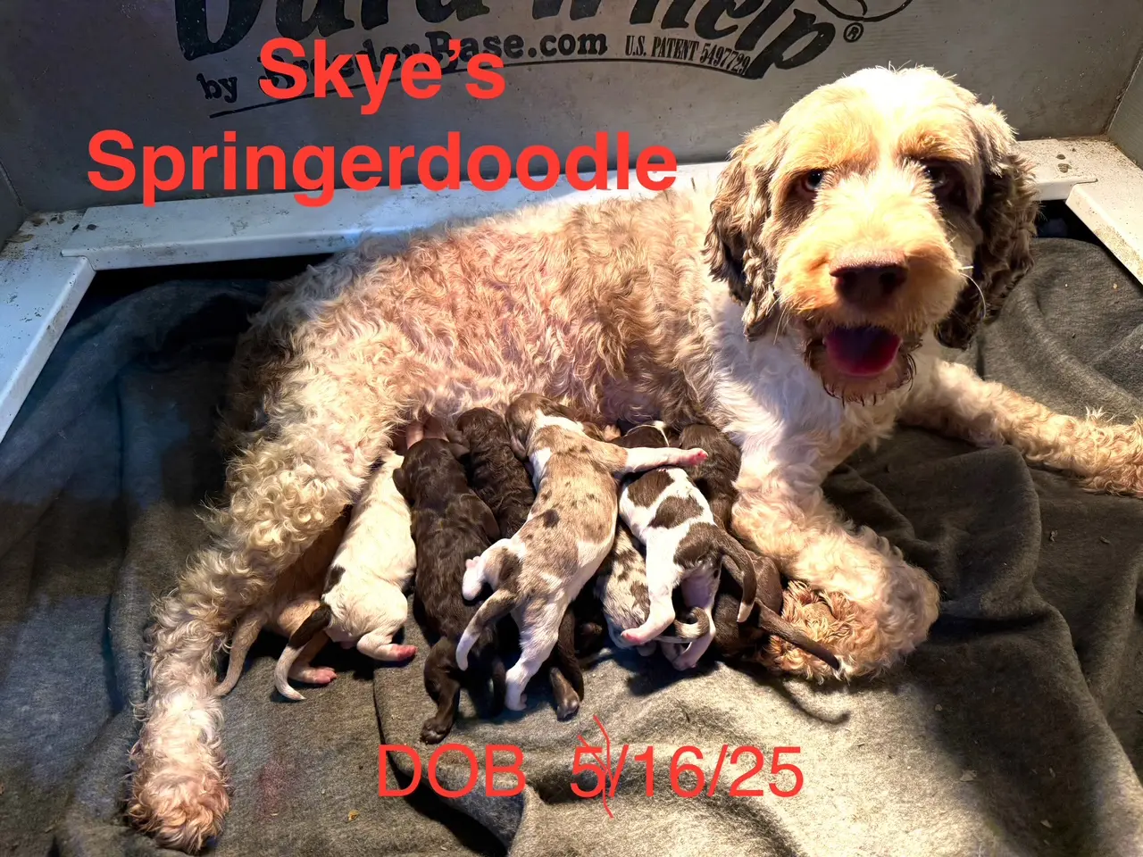Skye and pups Skye and pups