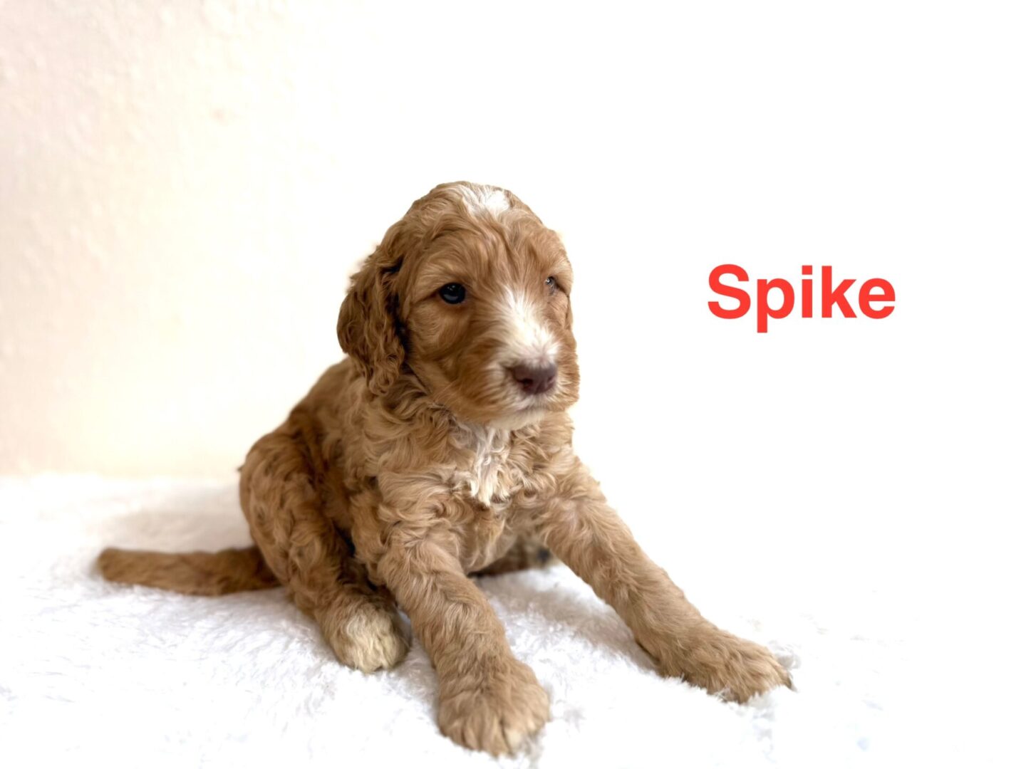 Spike Spike
