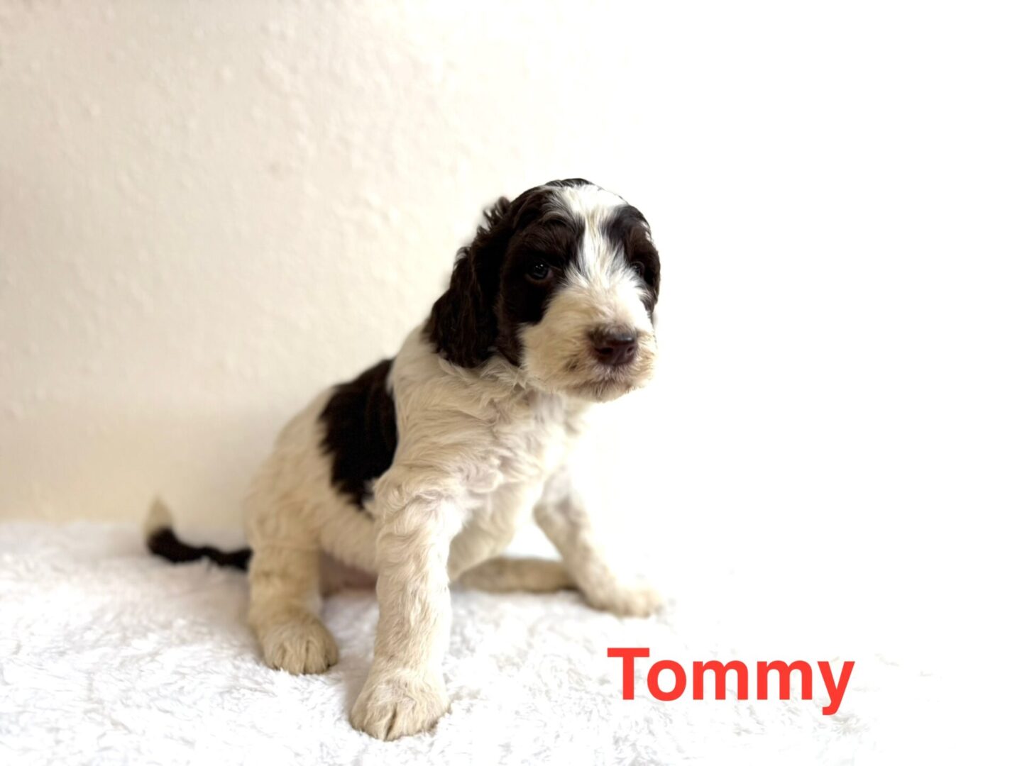 Tommy Tommy