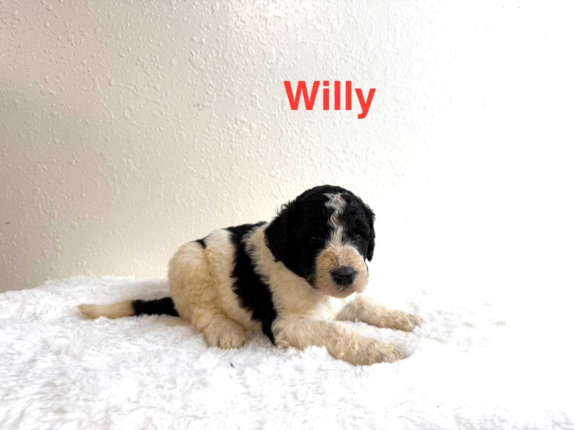 Willy Willy